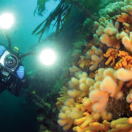 Gulen Dive Resort Dalsøyra Buitenkant foto
