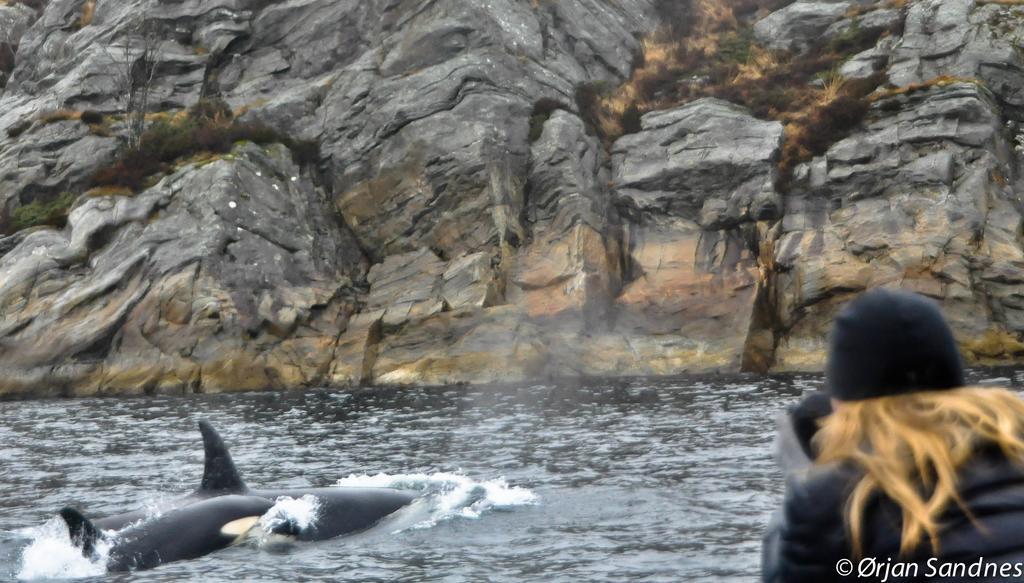 Gulen Dive Resort Dalsøyra Buitenkant foto