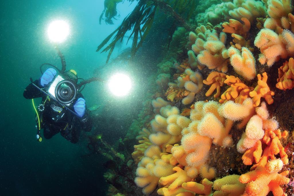 Gulen Dive Resort Dalsøyra Buitenkant foto